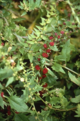 Picture of Strawberry Sticks